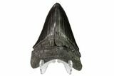 Fossil Megalodon Tooth - South Carolina #149409-2